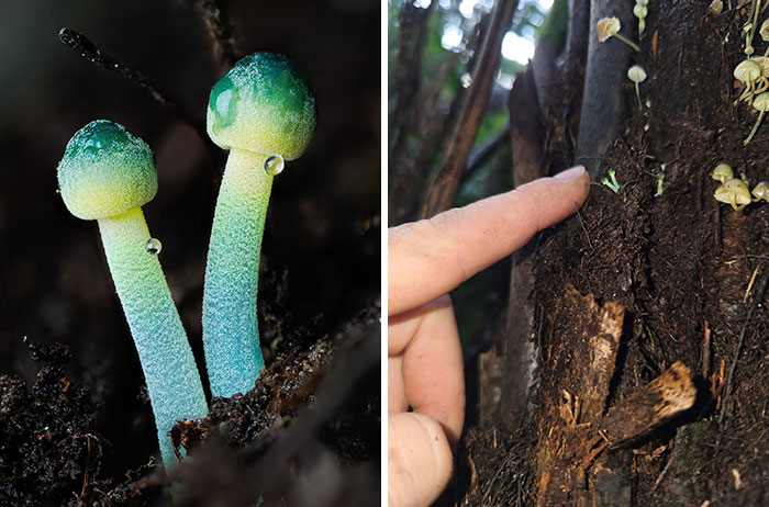 Fascinating close-up pics of two glowing blue and green mushrooms with water droplets, with a finger pointing to them in nature.