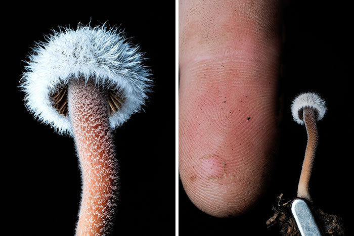 Close-up pics of a fascinating mushroom with a fuzzy white cap next to a human finger, emphasizing its minute detail.