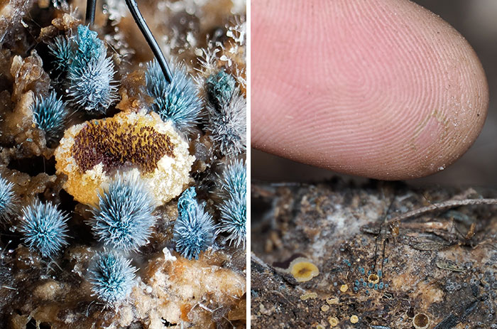 Close-up pic of fascinating mushrooms with blue, spiky growth and a human finger for scale, highlighting their tiny size.