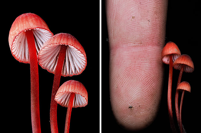 Fascinating close-up pics of tiny red mushrooms with white gills, showing a human finger for scale on a black background.