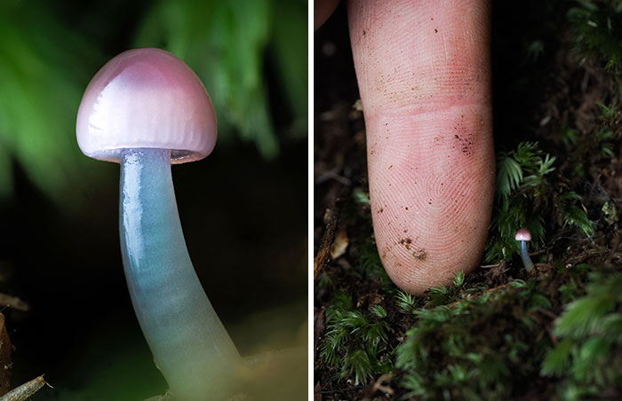 Close-up pics of a delicate pink and blue mushroom and a finger next to a tiny mushroom in moss.