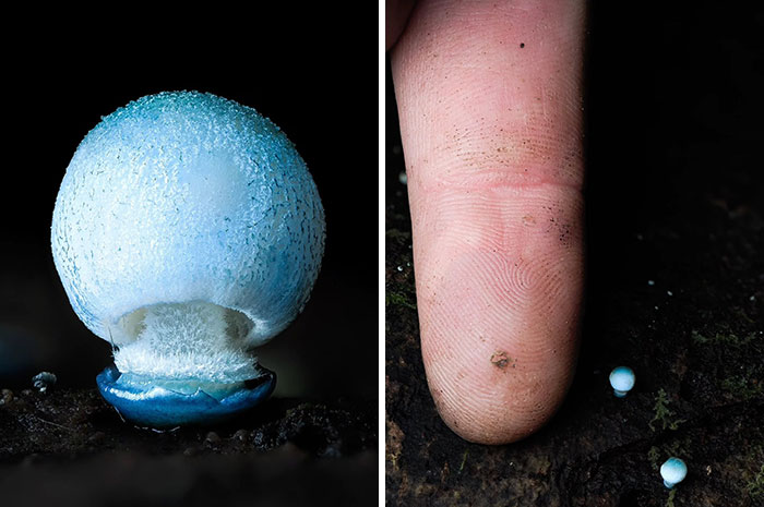 Close-up pics of a glowing blue mushroom next to a finger for scale.