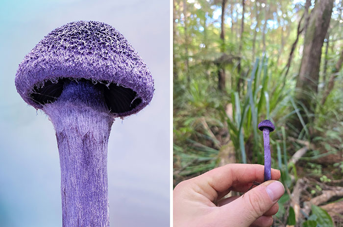 Close-up pics of a vibrant purple mushroom and a hand holding a tiny one in a forest.