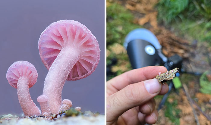 Close-up pics of small pink mushrooms and a hand holding a tiny mushroom.