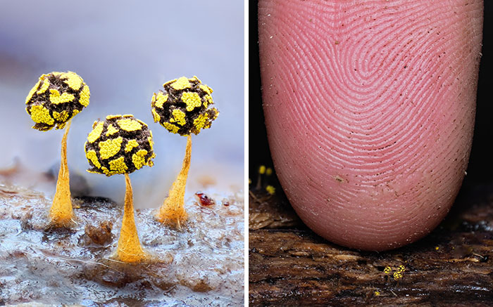 Close-up pics of fascinating yellow mushrooms compared to a finger for scale.