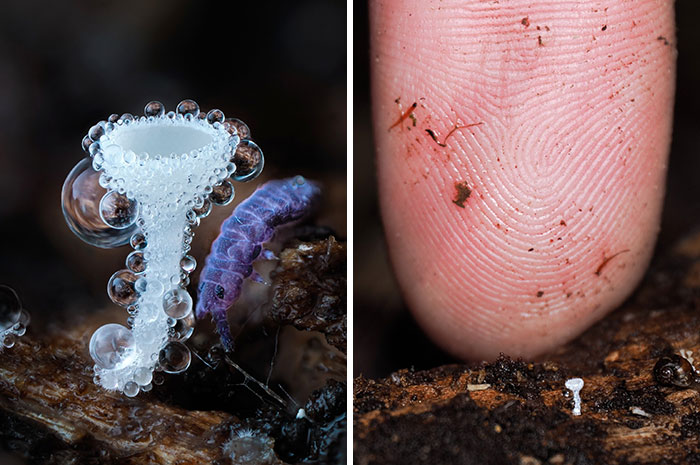 A close-up pic of a miniature, translucent mushroom with water droplets and a tiny purple creature, demonstrating the fascinating world of mushrooms next to a finger.