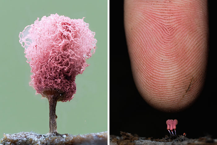 Close-up pics of a delicate pink mushroom next to a human finger, emphasizing the fascinating world of mushrooms.