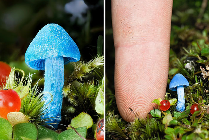 A close-up pic of a vibrant blue mushroom beside a human finger, revealing the fascinating world of mushrooms.