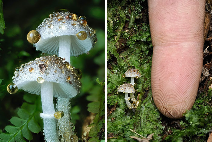 Close-up pics of two tiny mushrooms covered in dewdrops, showing the fascinating world of mushrooms near a fingertip.