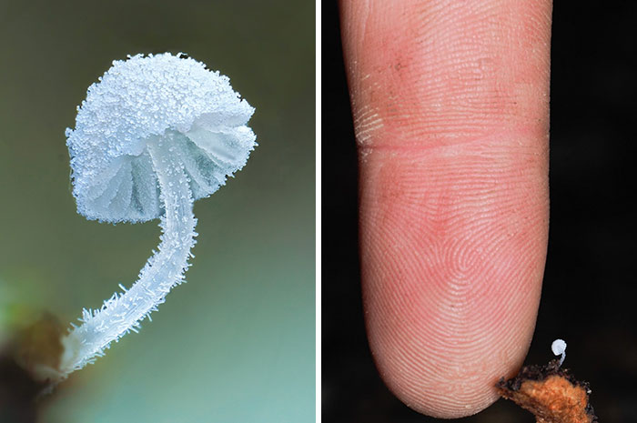 A close-up pic of a tiny, frosted mushroom next to a human finger, highlighting the fascinating world of mushrooms.