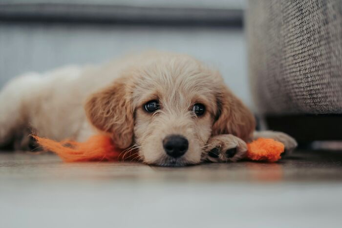 A sad puppy lying down, an emotional moment for guests who walked into someone's home.