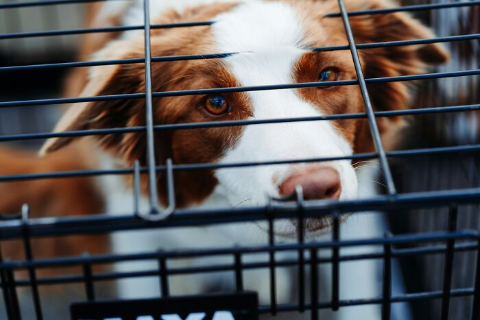 A dog in a cage, an unwelcome sight for some guests in someone's home, creating a sense of unease.