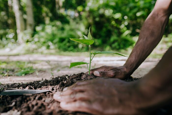 Dark-skinned hands plant a small green seedling in brown soil, representing growth and home, guests knowing they'd never return.