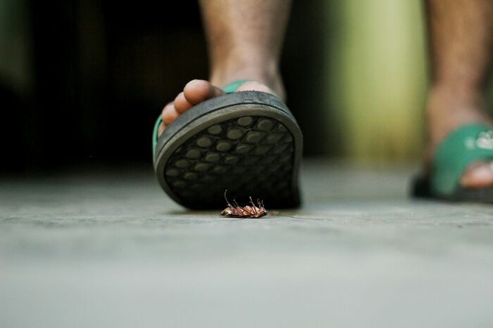 A foot in a sandal about to step on a cockroach, indicating a guest's unpleasant experience in someone's home.
