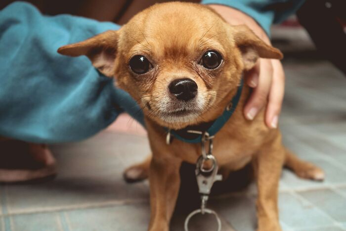 A small brown chihuahua looking directly at the camera, a cute pet in someone’s home.