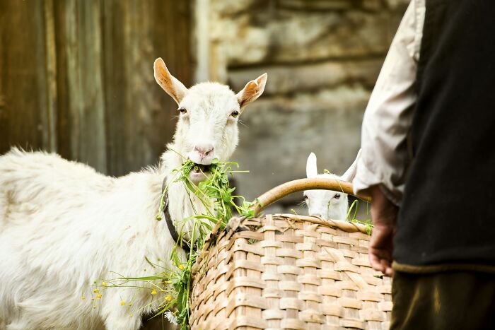 A white goat guest eats grass from a basket, next to a person, in someone's home, instantly knowing it'd never return.