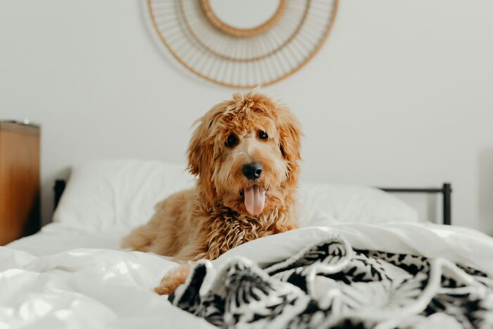 A cute golden doodle guest lies on a white bed, tongue out, in someone's home, instantly knowing he'd never return.