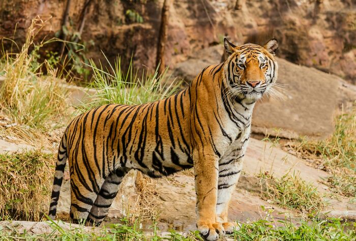 A majestic tiger standing in a natural habitat, representing fascinating things about the world.