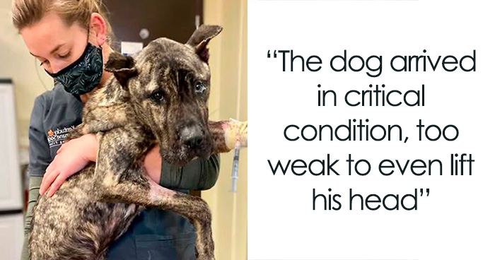 This Page Shared The Stories Of 34 Animals Whose Lives Changed After Someone Finally Came To Help (New Pics)