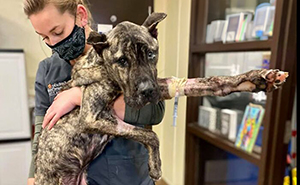This Page Shared The Stories Of 34 Animals Whose Lives Changed After Someone Finally Came To Help (New Pics)