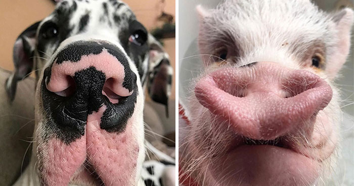 This Page Shared 60 Animal Noses So Close You Can Almost Boop Them Through Your Screen