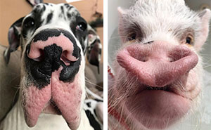 This Page Shared 60 Funny Animal Photos That Might Make You Want To Boop Every Nose