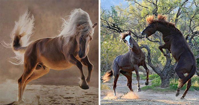 40 Horse Photos Shared By This Page That Show Their Strength, Grace, And Elegance