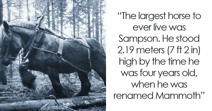 101 Fascinating Historical Photos That Tell Incredible Stories
