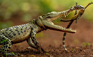 HIPA Shared 34 Extraordinary Photos That Capture Nature, People, And The World Around Us