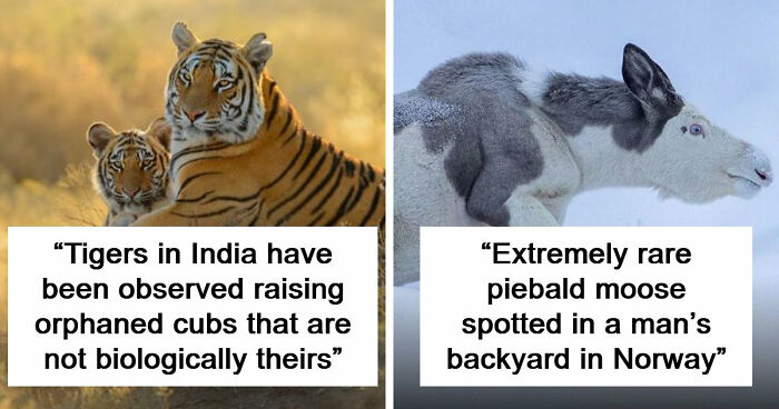 44 Fun And Interesting Facts That Might Delight Animal Lovers