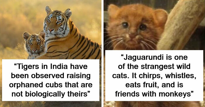 44 Fun And Interesting Facts That Might Delight Animal Lovers