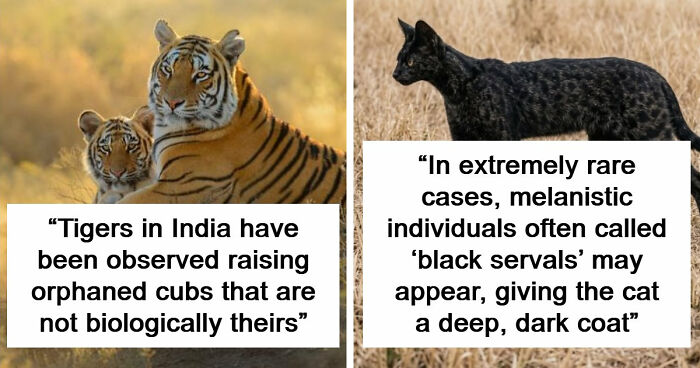 44 Fun And Interesting Facts That Might Delight Animal Lovers