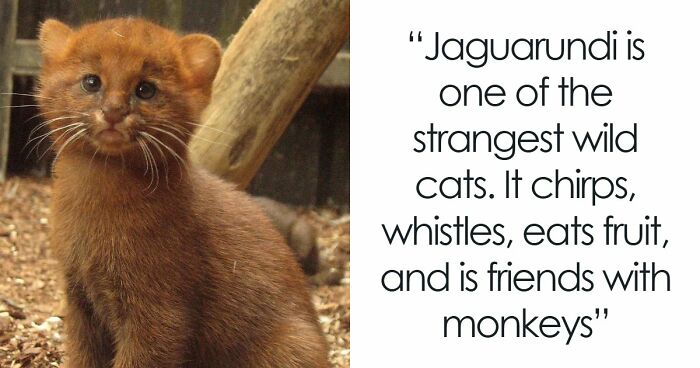 44 Fun And Interesting Facts That Might Delight Animal Lovers