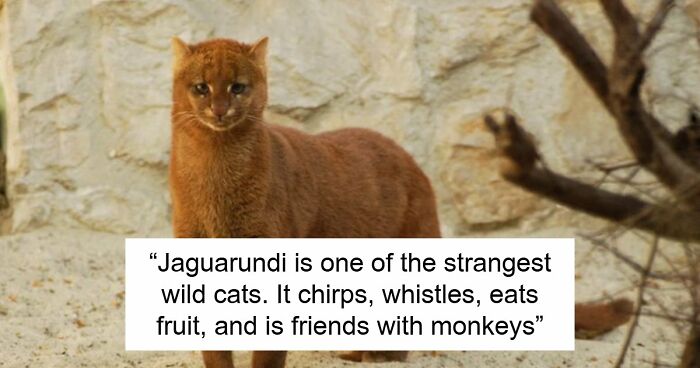 44 Fun And Interesting Facts That Might Delight Animal Lovers