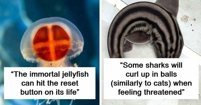 44 Fun And Interesting Facts That Might Delight Animal Lovers