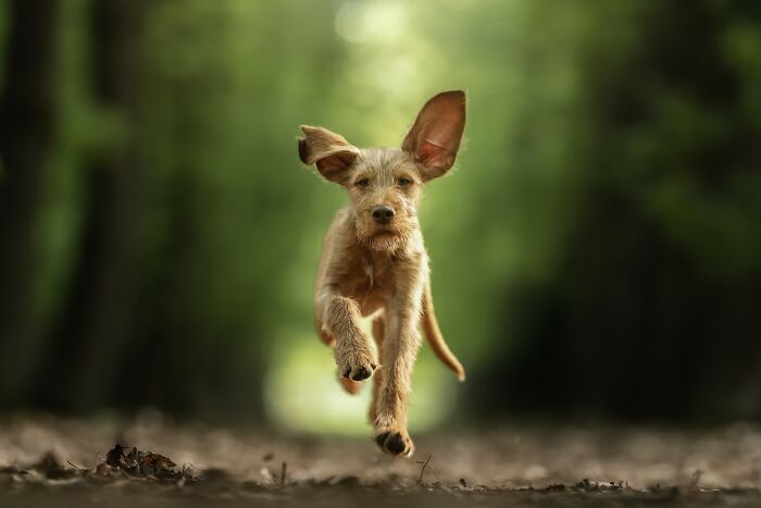 Domestic Animals Category, Nominee: "Flying Vizsla" By Elke Braet