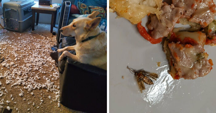 87 People Who Are Having A Way Worse Day Than You
