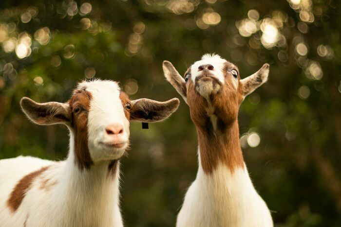 Two goats with curious expressions, a lighthearted image amidst unsettling disturbing facts.