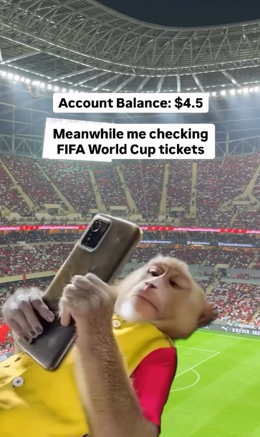 A monkey with a phone in a stadium, showing a low account balance while checking FIFA World Cup tickets.