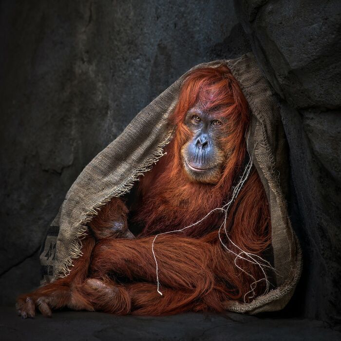 Domestic Animals Category, Honorable Mention: "Jungle Couture" By Shawna Hinkel