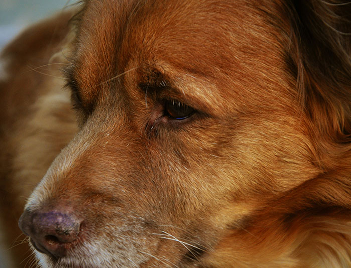 Close-up of a dog's face, showcasing the beautiful facts of animal emotion and companionship.