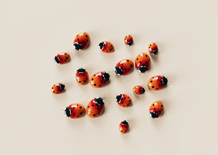 A group of realistic ladybug figurines scattered on a light surface. Beautiful facts about ladybugs.