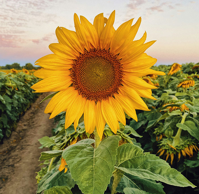 A single sunflower stands tall in a field, representing beautiful facts of nature and growth.
