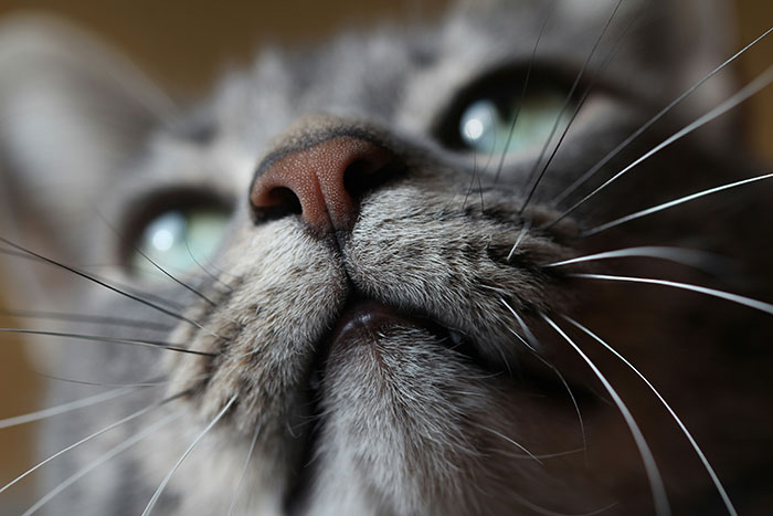 A close-up of a cat's face, focusing on its nose and whiskers, showcasing beautiful facts about feline features.