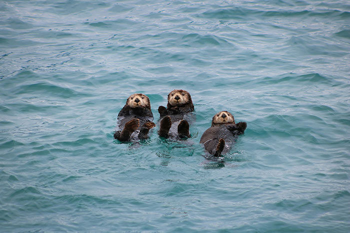 Three sea otters floating on their backs in calm blue water. Learn beautiful facts that are real.