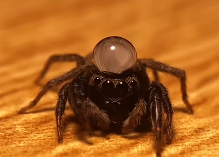 A close-up of a spider with a clear water bubble on its head. Uncover beautiful facts that are real.