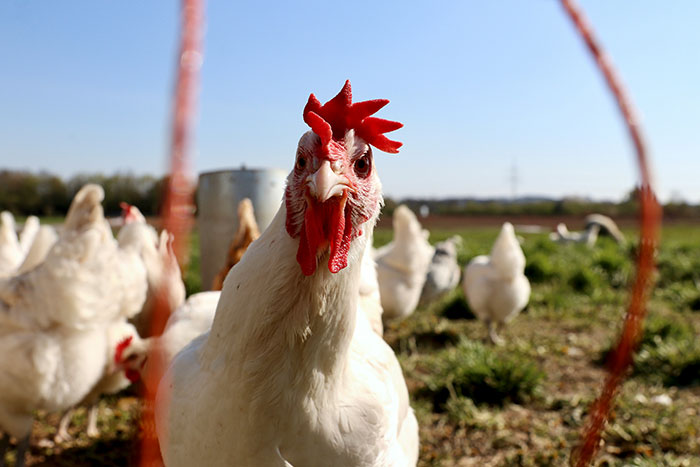 A white chicken with a red comb looking directly at the camera in a field. Explore beautiful facts that are real.
