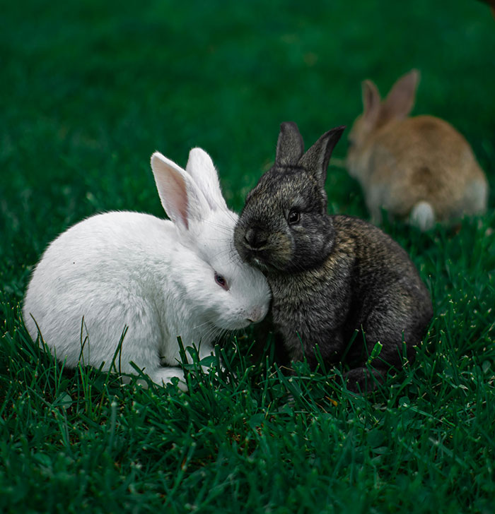 Two small bunnies, one white and one dark, cuddling in green grass. Beautiful facts about rabbits.