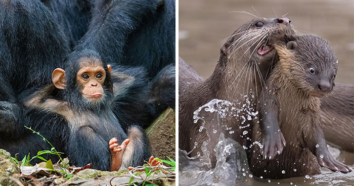80 Of The Funniest Nikon Comedy Wildlife Awards Finalist Photos From The Past Decade
