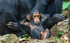 80 Of The Funniest Nikon Comedy Wildlife Awards Finalist Photos From The Past Decade